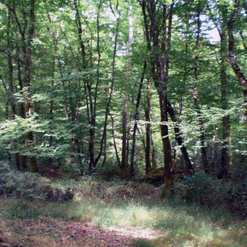 Promenade en Forêt du Gâvre entre Blain et Guémené-Penfao